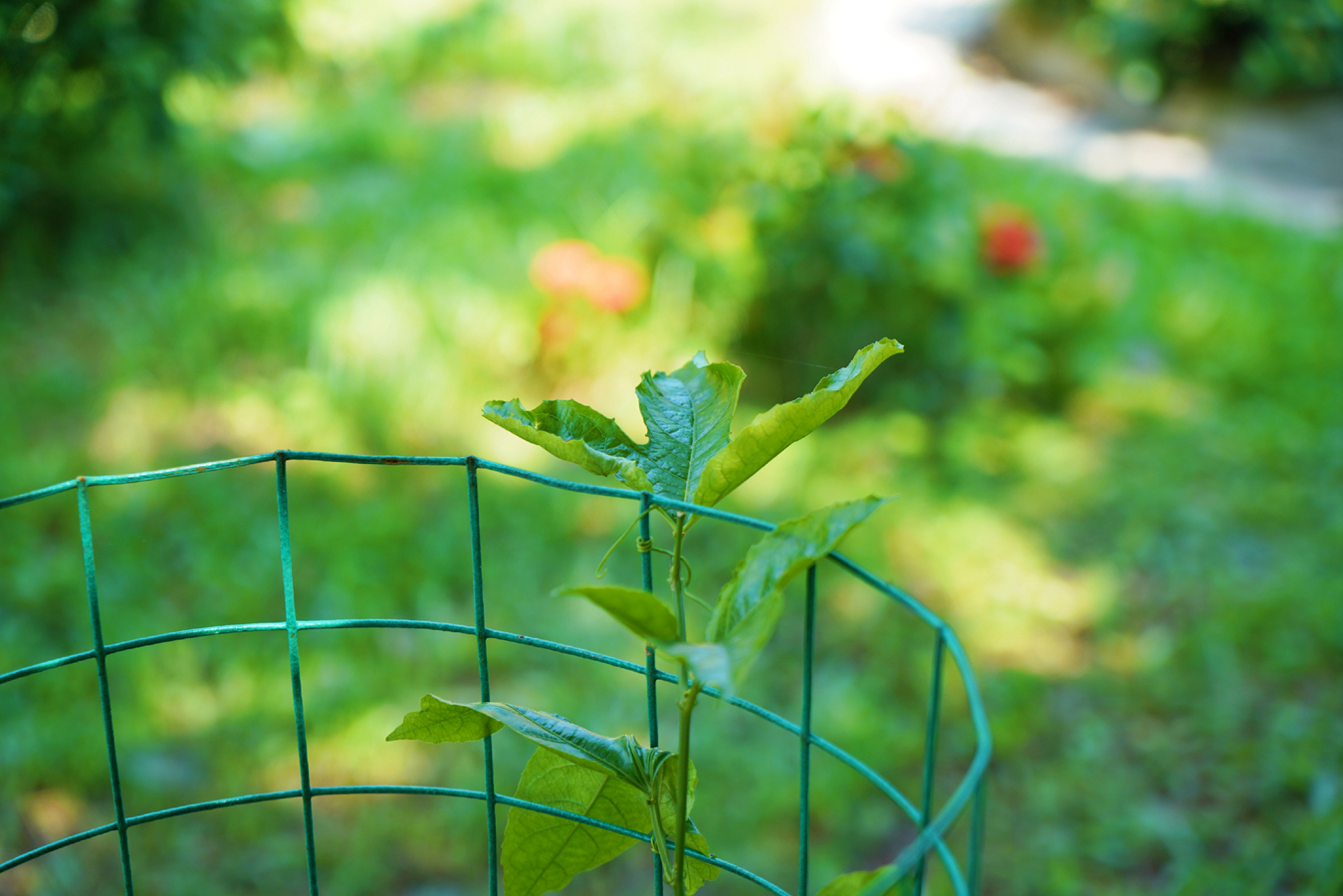 NG大舞台,有梦你就来