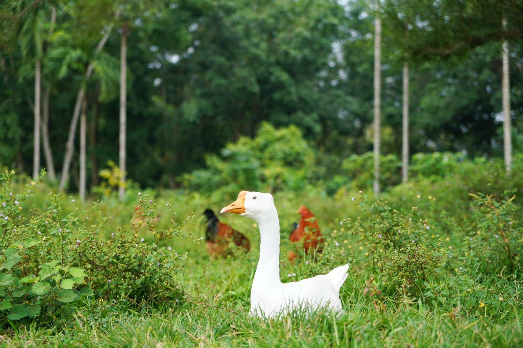 NG大舞台,有梦你就来